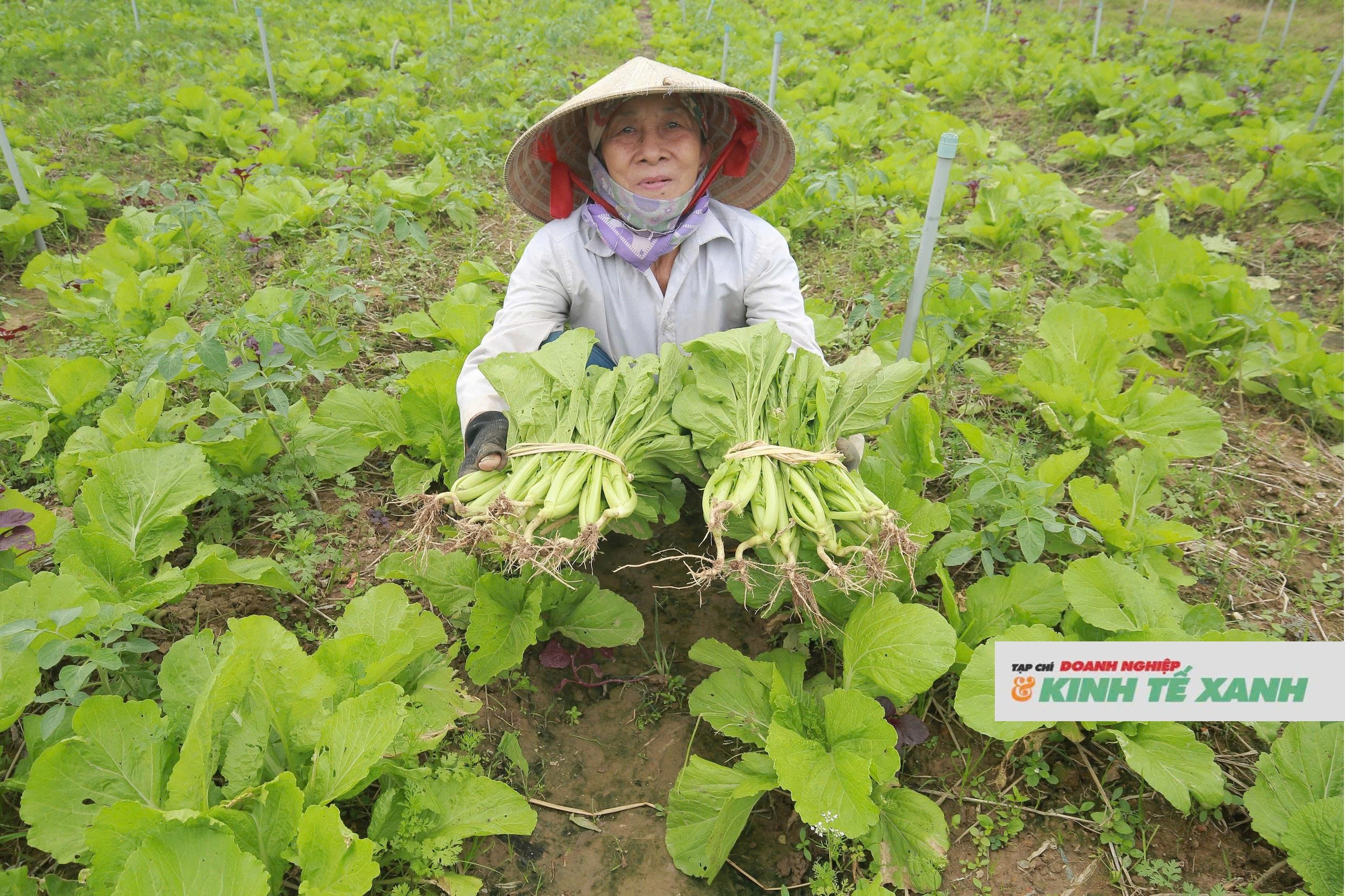 Rau đội giá sau mưa lũ, nông dân Nghệ An phấn khởi vì bội thu