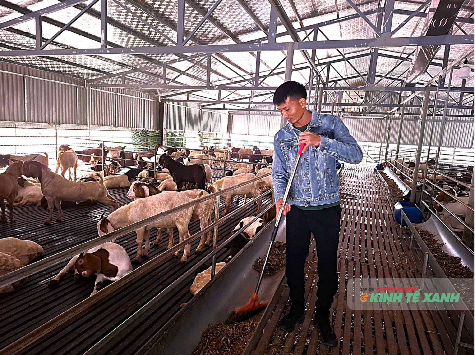 Nuôi dê thương phẩm – hướng thoát nghèo bền vững ở xã Trung Chính