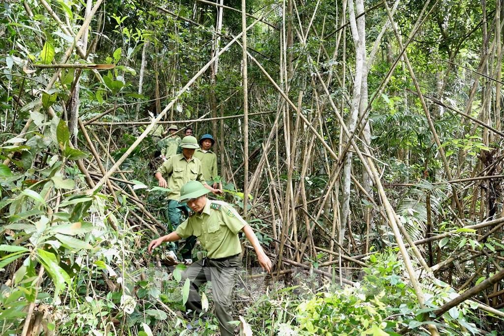 083105-bao-ve-rung-bac-giang-tang-cuong-cong-tac-bao-ve-rung-phong-chong-chay-rung-1635043149.jpeg