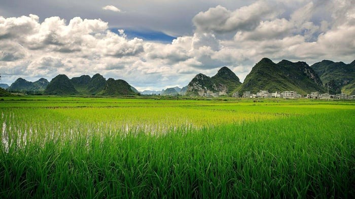 “Thiên hướng” xanh, sản xuất lúa, trung hoà hữu cơ là trung tâm của môi trường sinh thái