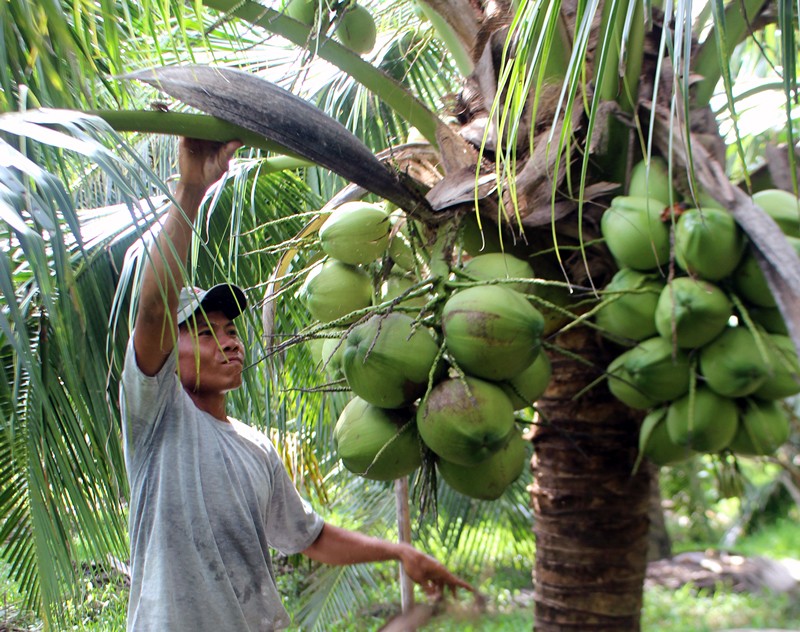 Tổng hợp 94 hình về mô hình trồng dừa hiệu quả  daotaonec