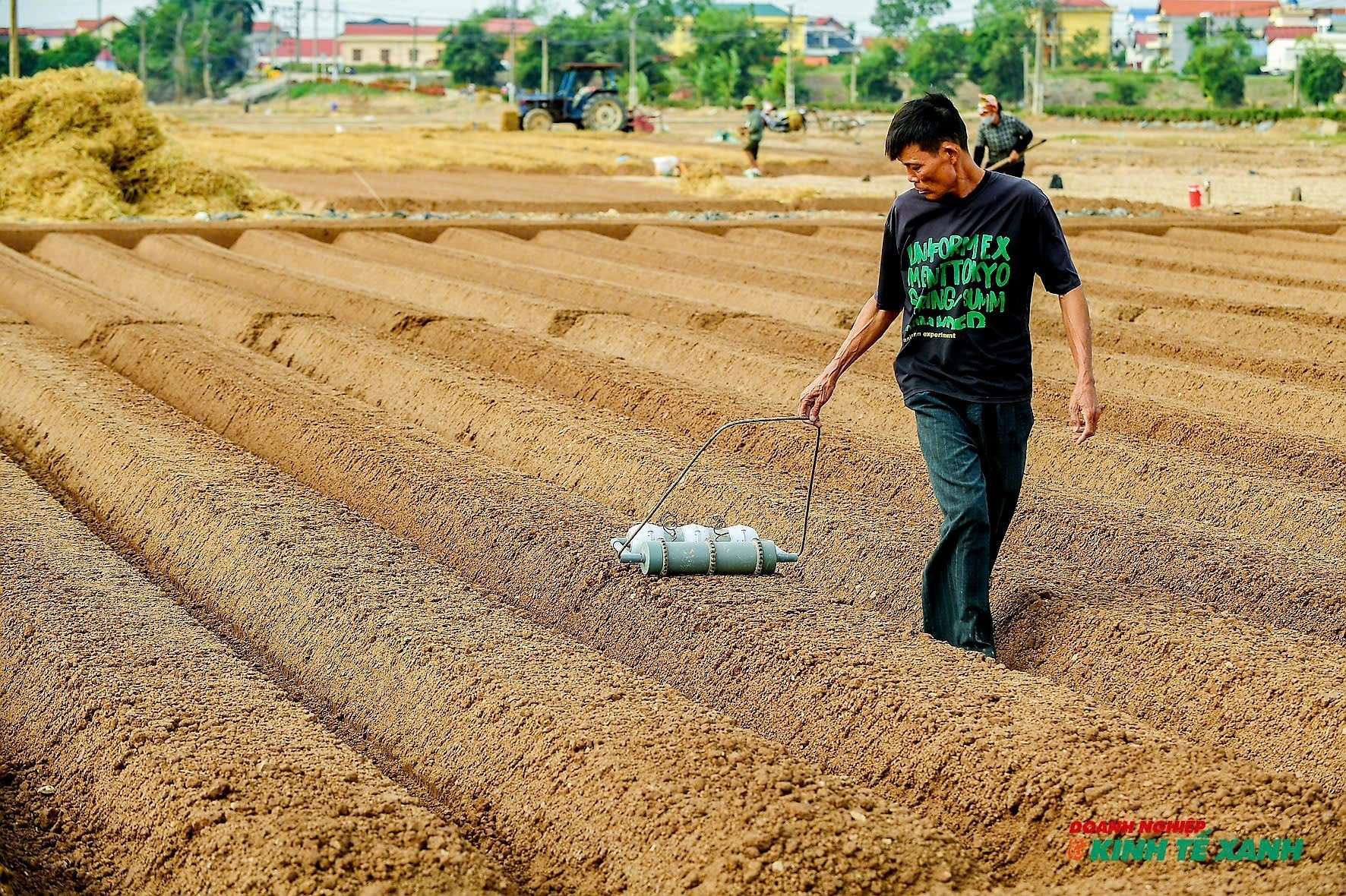 Vàng son trên đất bãi phù sa: Mùa gieo trồng cà rốt tại xã Tuệ Tĩnh