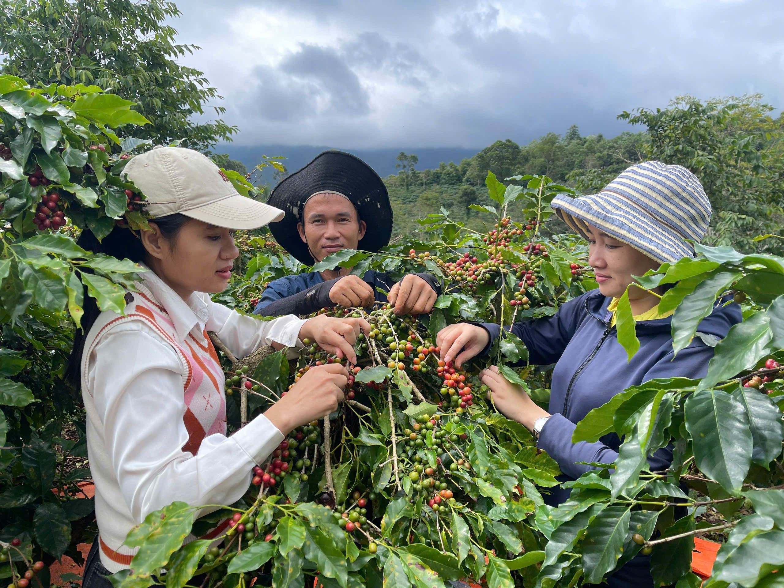 Quảng Trị: Nông dân phấn khởi khi Cà phê “được giá”