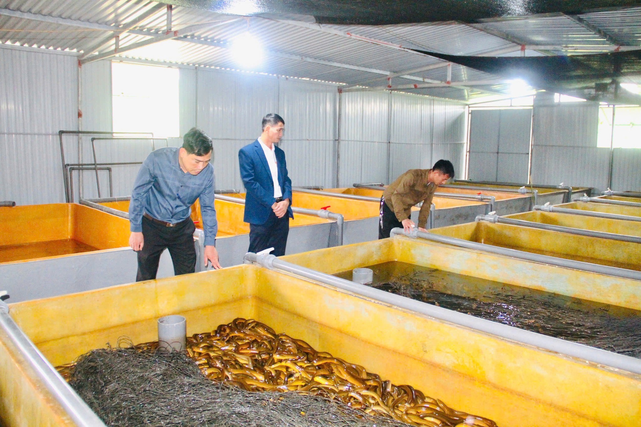 Mô hình nuôi lươn không bùn - hướng đi mới của xã vùng biên giới Hà Tĩnh