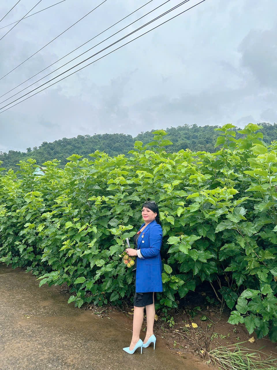 Sợi tơ "vàng" trên miền đất đỏ Bazan