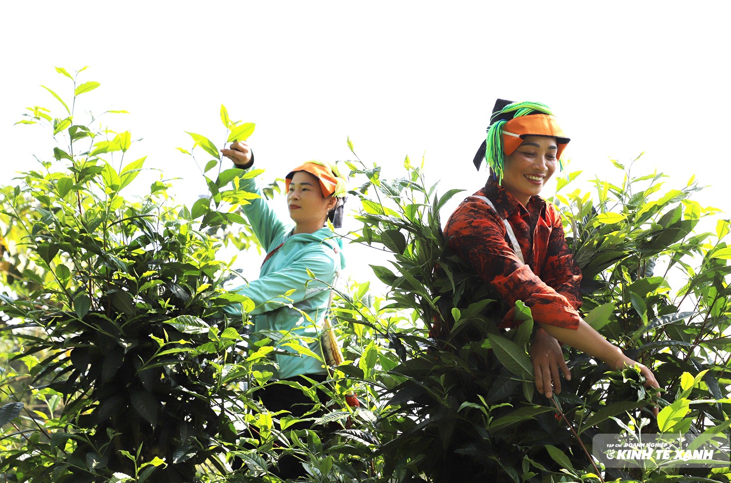 Trà Shan tuyết Việt Lâm, từ bản làng ra thế giới