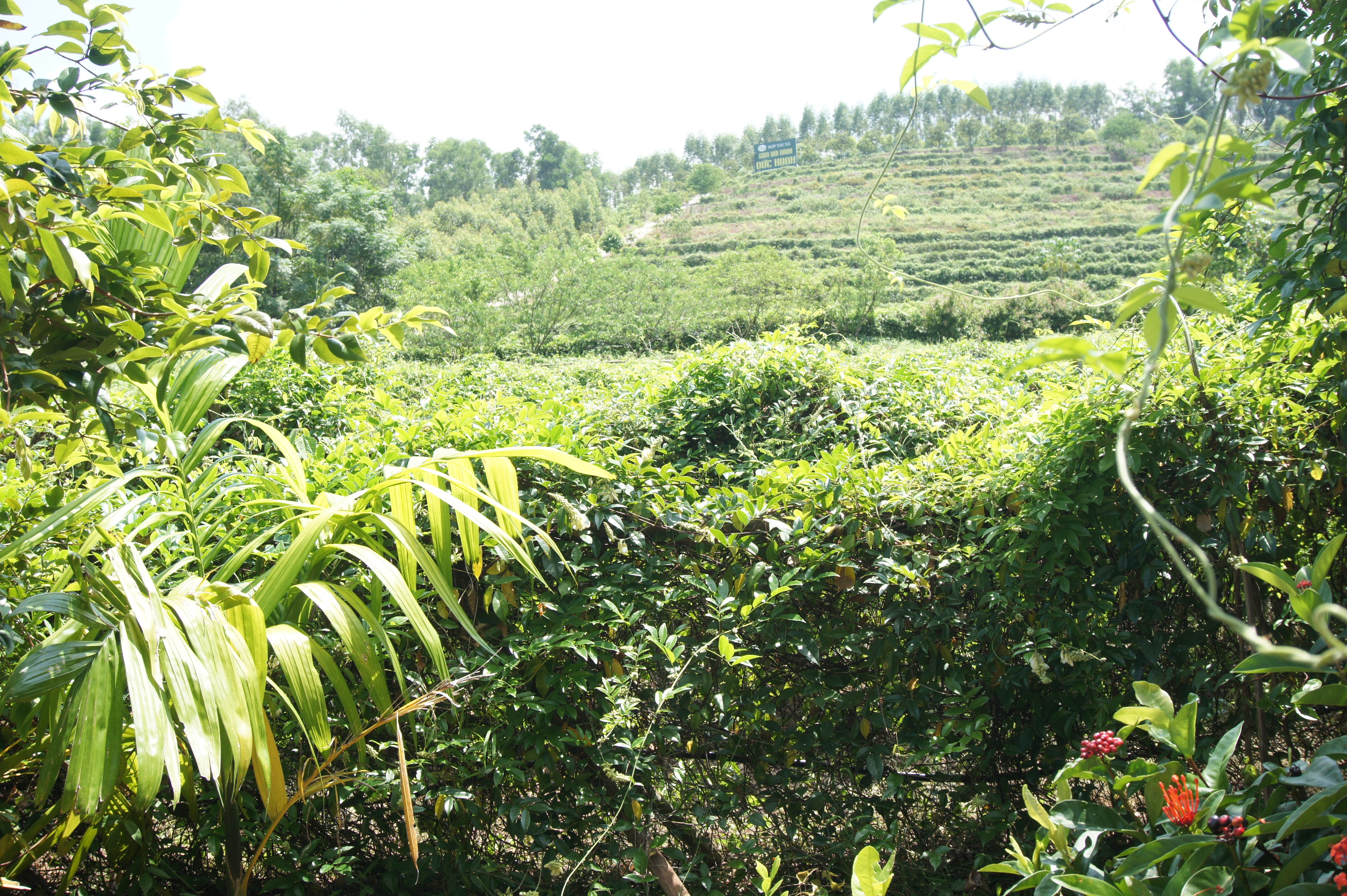 Tinh hoa từ thiên nhiên: Sức mạnh của dược liệu trong sản phẩm hiện đại