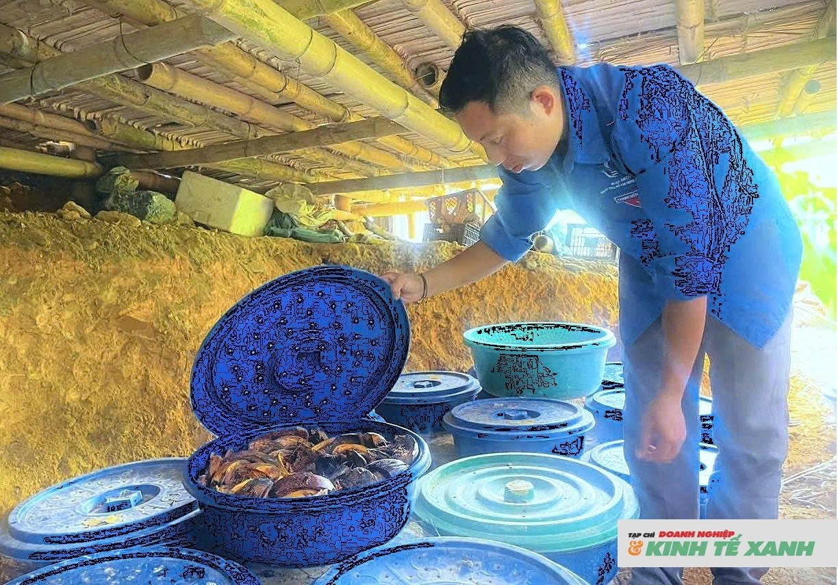 Bí thư chi đoàn khởi nghiệp thành công nhờ nuôi ấu trùng đặc sản