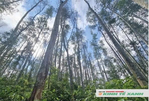 Tỉnh Nghệ An thực hiện khoanh nuôi tái sinh 2.315 ha rừng phòng hộ