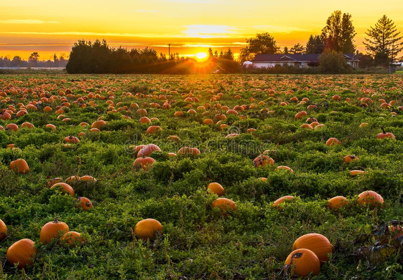 sunset-pumpkin-patch-background-34488137-1632955341.jpg