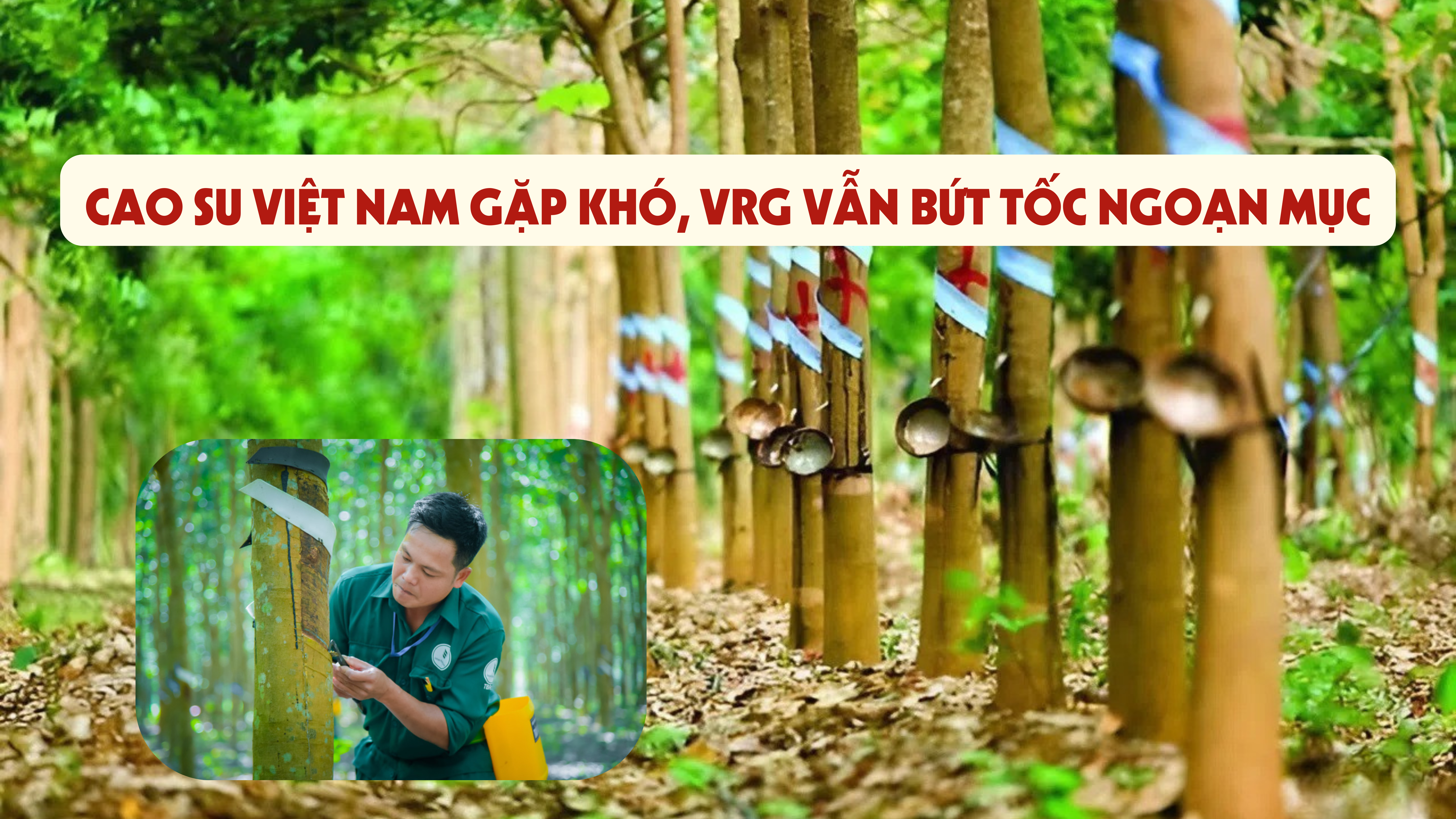 [Emagazine] Cao su Việt Nam gặp khó, VRG vẫn bứt tốc ngoạn mục