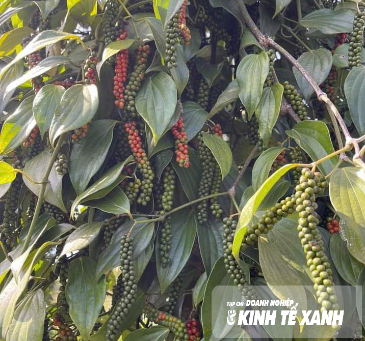 Tiêu Đức Điệp: Niềm tự hào từ cao nguyên Lâm Đồng