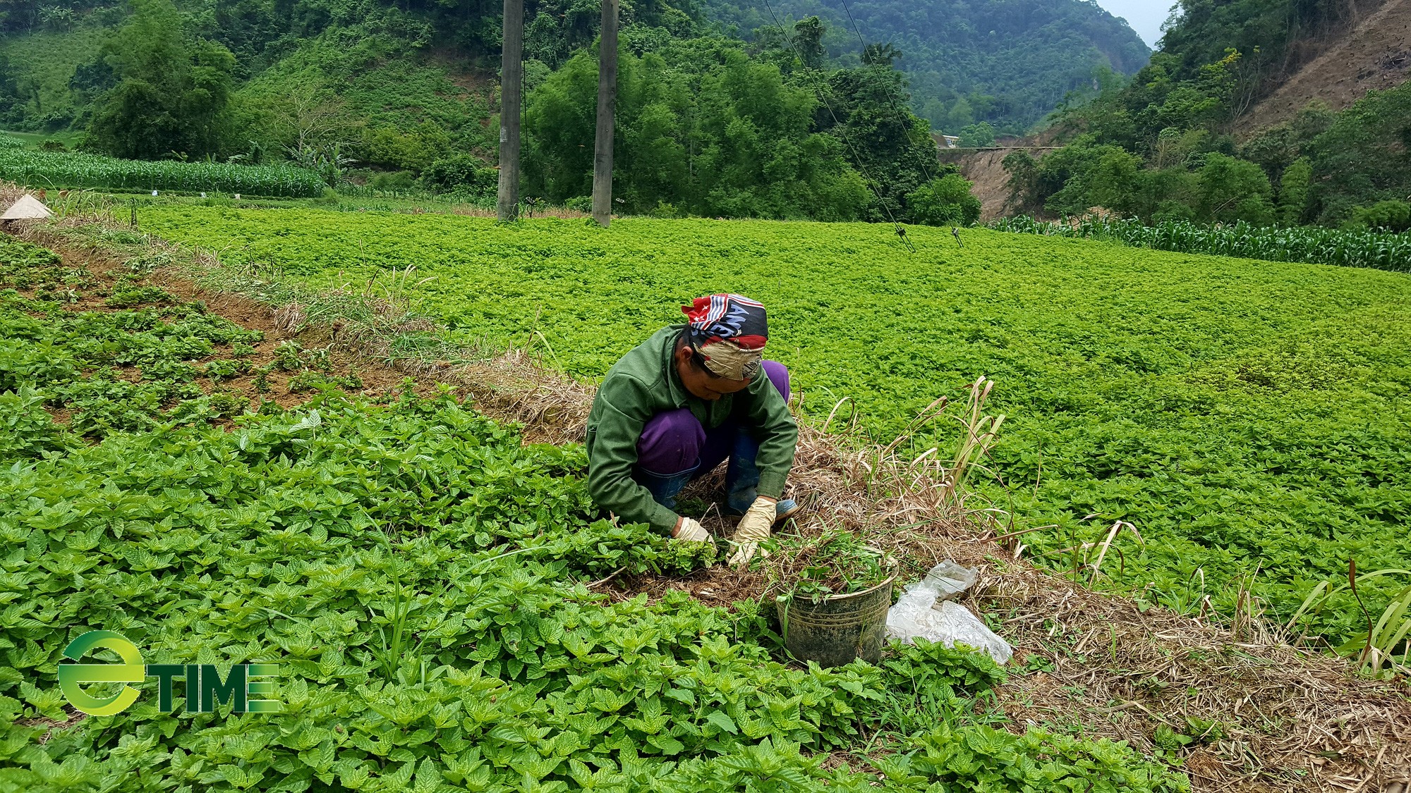 Kết nối tiêu thụ sản phẩm thạch đen tỉnh Lạng Sơn năm 2021