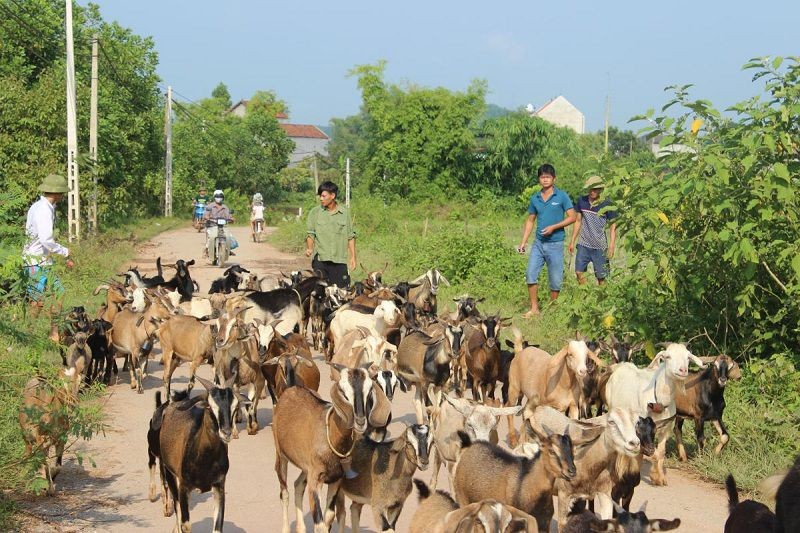 Người chăn nuôi dè dặt tái đàn vụ cuối năm