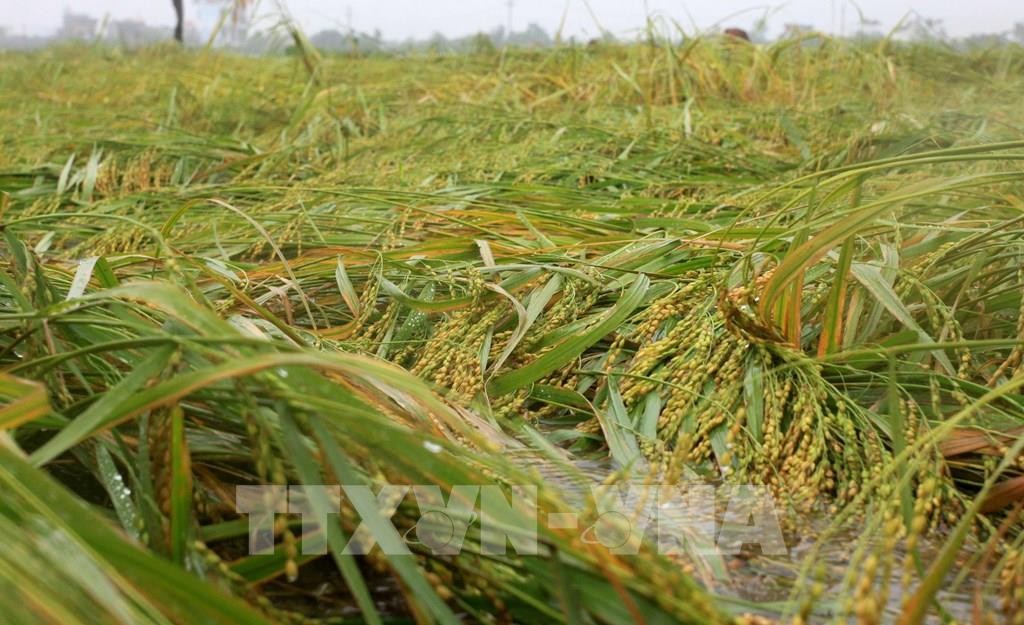 Thái Bình có trên 9.300 ha lúa và hoa màu bị ảnh hưởng do bão số 7