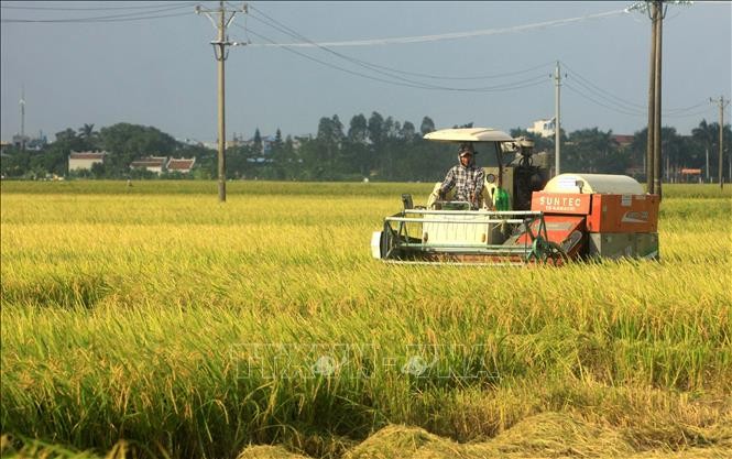 Thái Bình khẩn trương thu hoạch lúa Mùa trước bão số 8