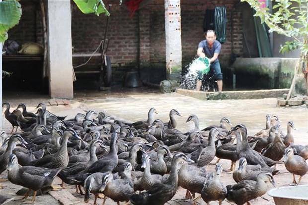 vna-potal-vinh-phuc-mo-hinh-chan-nuoi-vit-troi-thuong-pham-mang-lai-hieu-qua-kinh-te-cao-344329-1634452703.jpg