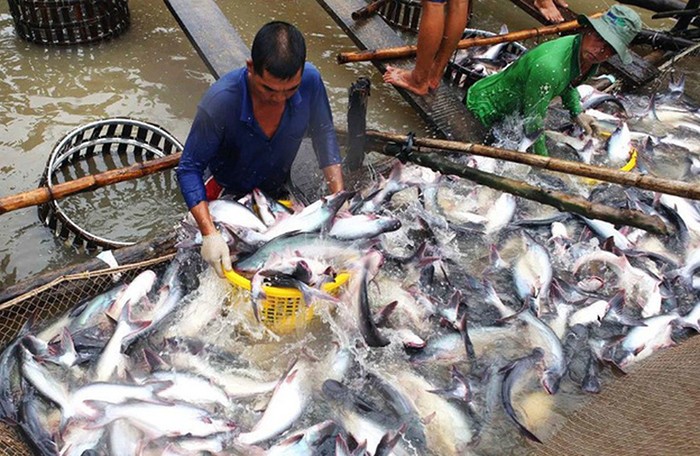 An Giang phát triển thủy sản trở thành ngành kinh tế chủ lực