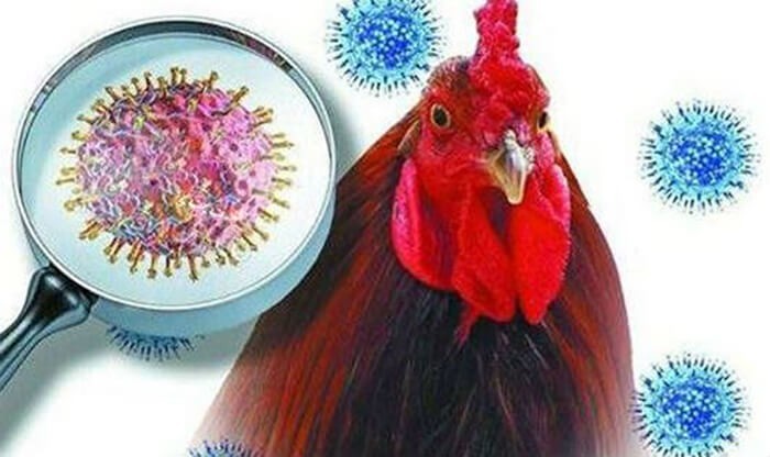 Bỉ nỗ lực ngăn chặn nguy cơ lây nhiễm virus H5N1 cho gia cầm