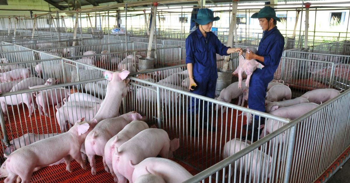 Cuộc đua mở rộng của các “ông lớn” chăn nuôi Dabaco, BAF, Hòa Phát, Thaco Agri