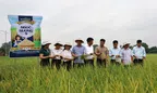 Giống lúa Ngọc Nương 9 cho hiệu quả kinh tế cao tại Bắc Ninh