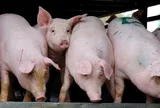 Giá heo hơi hôm nay 11/4: Giảm rải rác tại Miền Bắc, Miền Trung