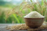 Giá lúa gạo hôm nay 29/7/2026: Duy trì ổn định, gạo xuất khẩu bật tăng