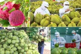 [Infographic] Rau quả Việt lập kỷ lục xuất khẩu hơn 1 tỷ USD trong một tháng