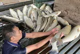 Cá lồng bè chết hàng loạt trên sông Lam, người nuôi đối mặt nguy cơ mất trắng