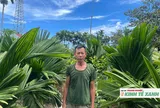 Vườn cau hàng nghìn cây, mỗi năm cho gia đình nông dân thu hàng trăm triệu đồng