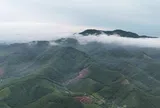 Nghệ An hướng tới trung tâm lâm nghiệp công nghệ cao Bắc Trung Bộ