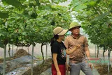 Nông nghiệp xanh sau bão dữ: Khi tâm huyết thắng những biến động của đất trời