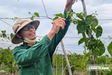 Hoa thiên lý mở lối làm giàu trên đồng đất xứ Thanh