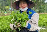 Rau má làng cổ