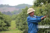 Mỗi vùng trồng một "tấm căn cước"