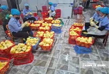 Từ cánh đồng xứ Thanh đến những chuyến hàng vượt đại dương