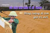 Đổi màu nền kinh tế xứ Thanh - Bài 1: Đồng ruộng đi tìm giá trị mới