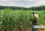 Khi người trồng mía học cách nuôi đất