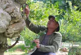 Chiêm ngưỡng cây bonsai duối "triệu đô" trong khu vườn ở Ninh Bình
