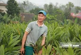 Cây riềng trên những vùng đất mới