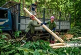 Rừng FSC và bài toán giữ giá trị gỗ ở Thanh Hóa