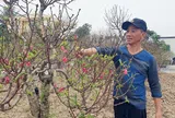 Vùng trồng đào cảnh lớn nhất TP Hải Phòng: Khi niềm vui trở lại