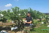 Ổi ngọt trên vùng đất cằn Vĩnh Bảo (Hải Phòng)