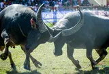 Bảo tồn, gìn giữ Di sản văn hóa phi vật thể Lễ hội chọi trâu Đồ Sơn - Bài 1: Chuyện lạ ở đình Bàng La