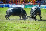 Bảo tồn, gìn giữ Di sản văn hóa phi vật thể Lễ hội chọi trâu Đồ Sơn - Bài 2: Cuộc chơi bạc tỷ
