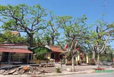 Độc đáo quần thể cây gạo cổ thụ tại ngôi đền nổi tiếng linh thiêng ở vùng ven biển Đồ Sơn