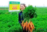 Chùm ảnh: Rộn ràng sắc màu đan xen mùa thu hoạch cà rốt tại xã Tuệ Tĩnh