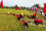 Ngày hội lúa rươi hữu cơ: Khẳng định giá trị kinh tế sinh thái bền vững tại Hải Phòng