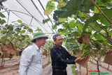 Trái ngọt "hồi sinh" sau bão dữ trên vùng đất bán sơn địa của Hải Phòng