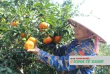 Người trồng cam bù Hà Tĩnh phấn khởi chuẩn bị cho thị trường tết